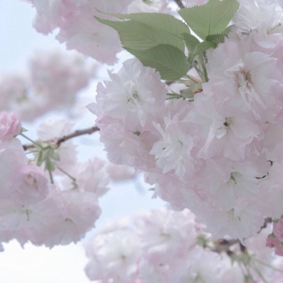 FurryQQ群